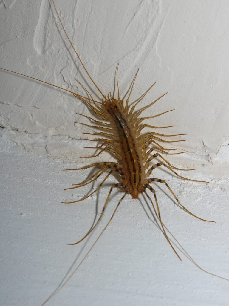 hills-house-centipede