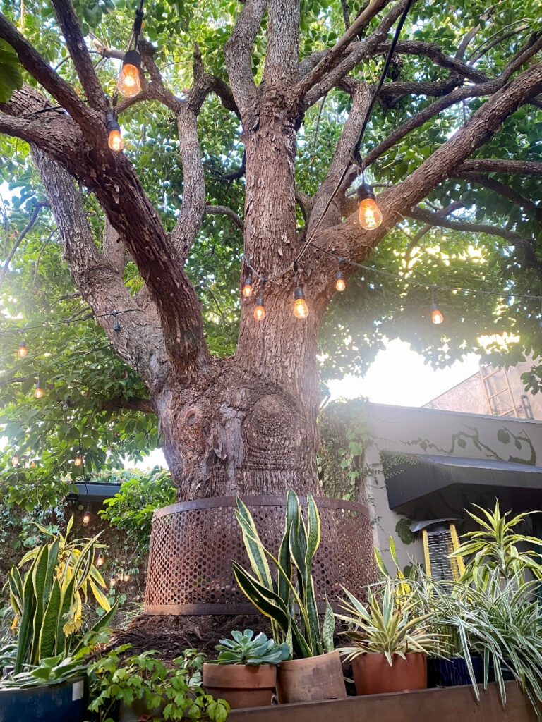 lush greenery at nic's on beverly outdoor patio, perfect for date night and vegan dining.