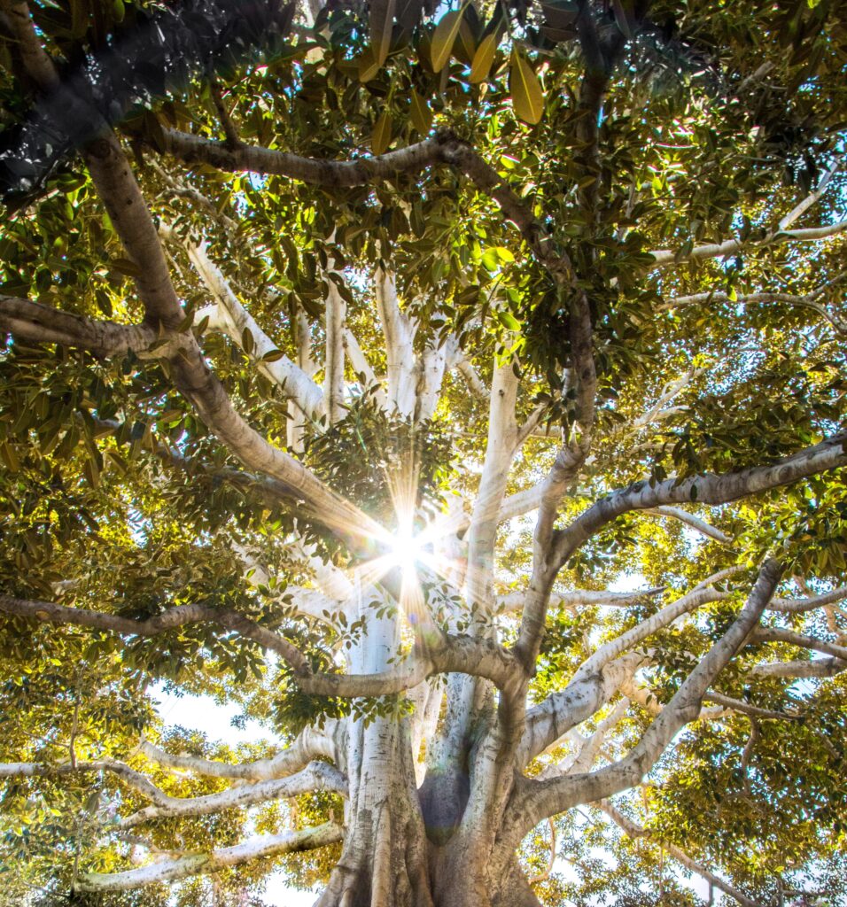 a beautiful tree sits in the middle of a forest, with sunshine beaming